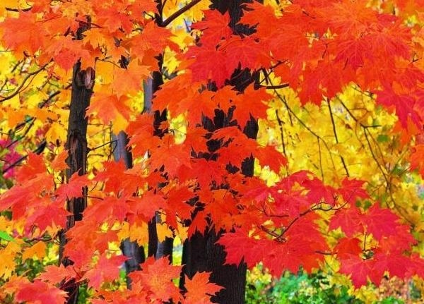 Осенние деревья фото с названиями   красивые004