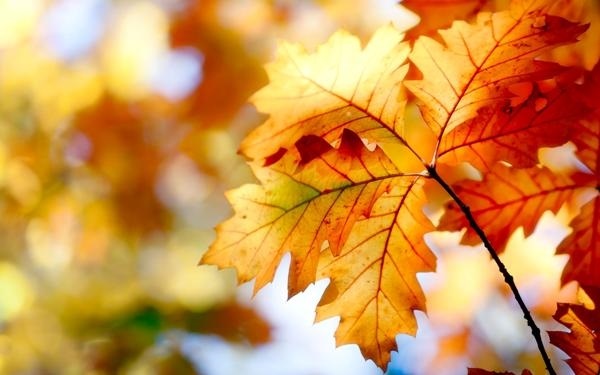 Осенние деревья фото с названиями   красивые008
