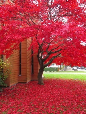 Осенние деревья фото с названиями   красивые013