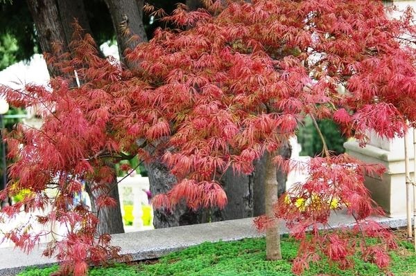 Осенние деревья фото с названиями   красивые016