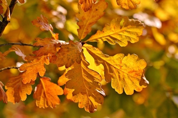 Осенние деревья фото с названиями   красивые018