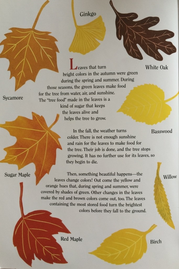 Осенние листья с названиями картинки   скачать002