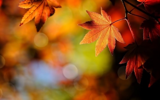 Осенние листья с названиями картинки   скачать004