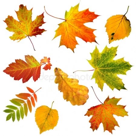 Осенние листья с названиями картинки   скачать012