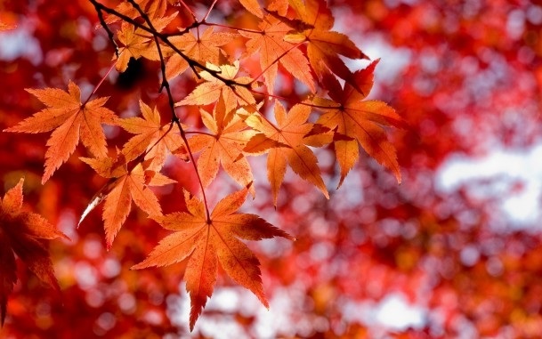 Осенние листья с названиями картинки   скачать014