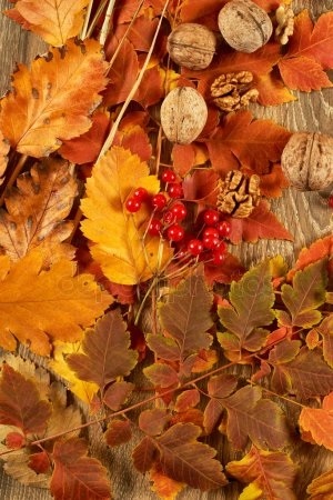 Осенние листья с названиями картинки   скачать017