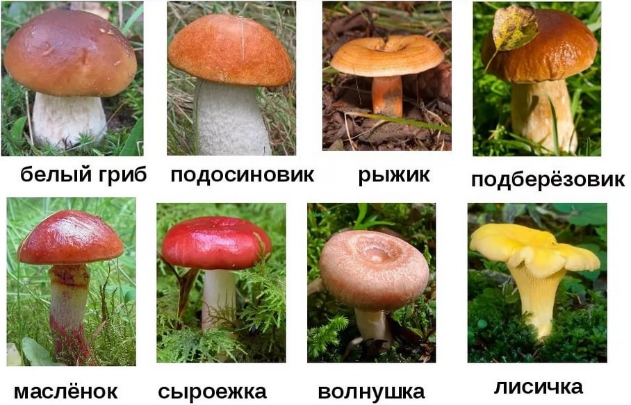 Показать в картинках съедобные грибы и фото004