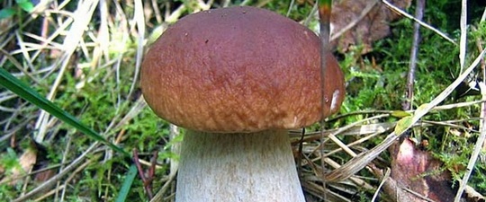Показать в картинках съедобные грибы и фото009
