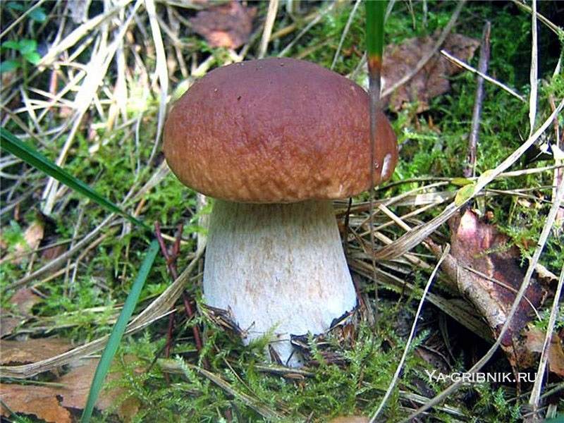 Показать в картинках съедобные грибы и фото011