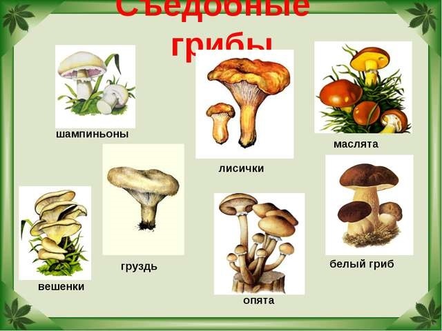 Показать в картинках съедобные грибы и фото014