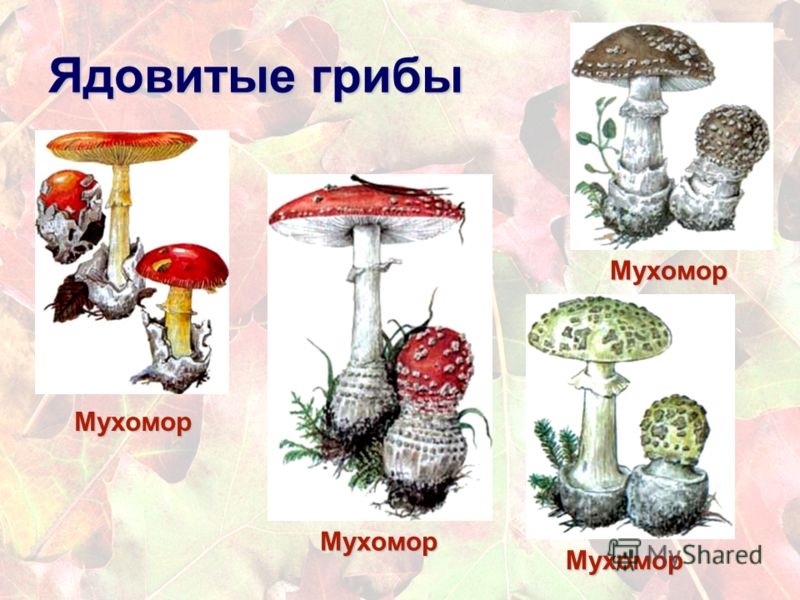 Показать в картинках съедобные грибы и фото015