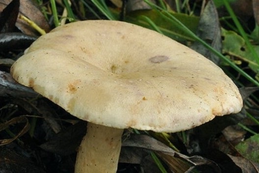 Показать в картинках съедобные грибы и фото016