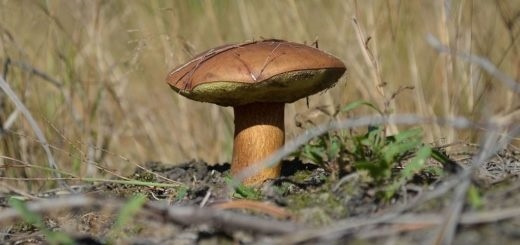 Показать в картинках съедобные грибы и фото018