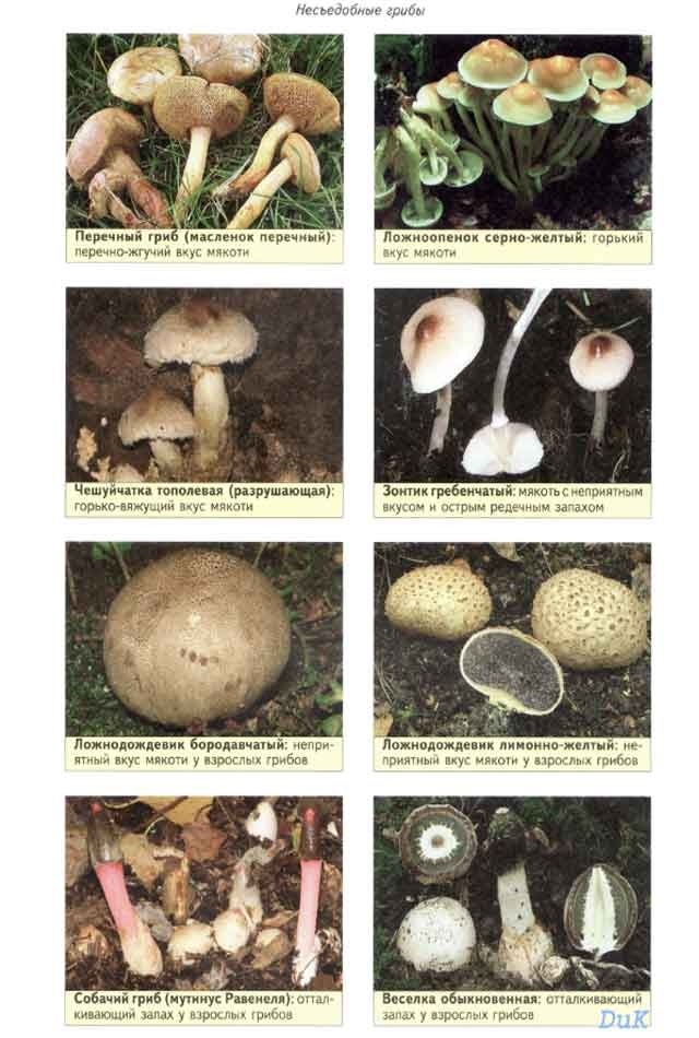 Показать в картинках съедобные грибы и фото020