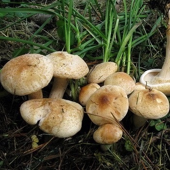 Показать в картинках съедобные грибы и фото022