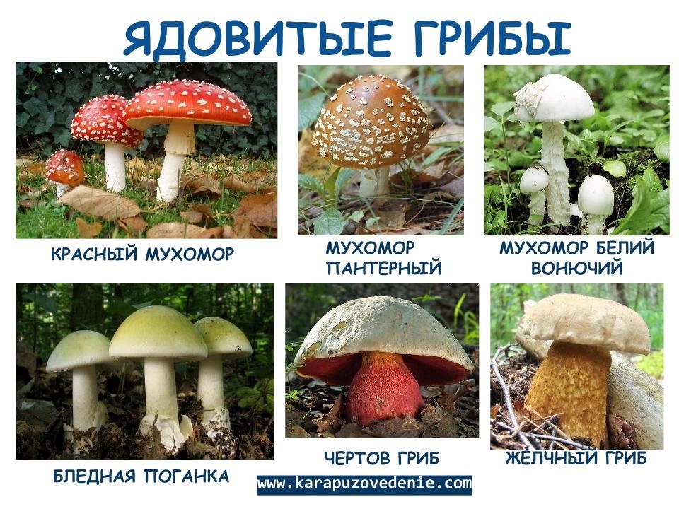 Показать в картинках съедобные грибы и фото023