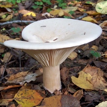 Показать в картинках съедобные грибы и фото025