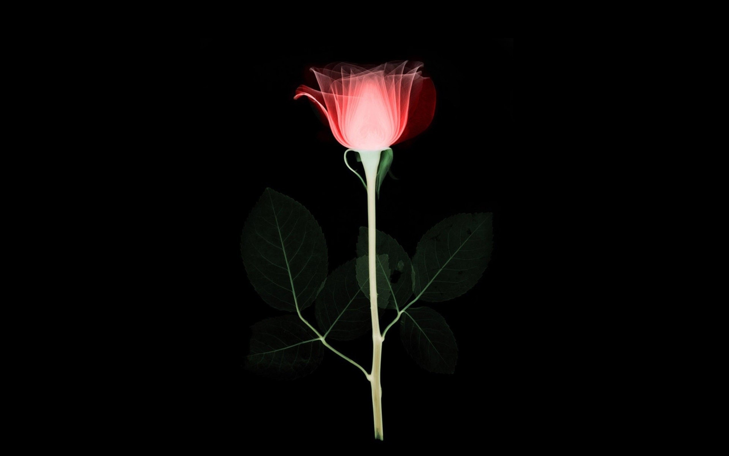 Роза на черном фоне обои015