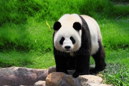 Скачать бесплатно картинки панды   красивые фото002