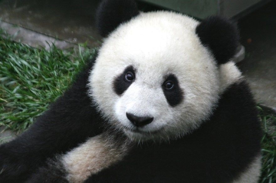 Скачать бесплатно картинки панды   красивые фото003