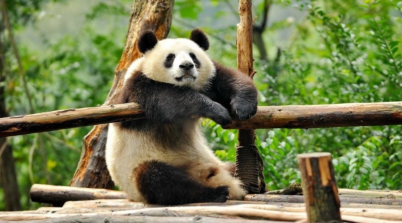 Скачать бесплатно картинки панды   красивые фото004