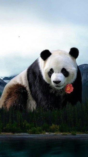 Скачать бесплатно картинки панды   красивые фото005