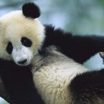 Скачать бесплатно картинки панды — красивые фото