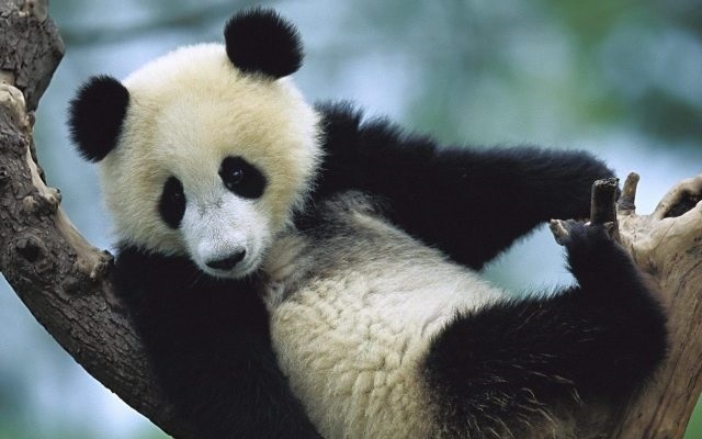 Скачать бесплатно картинки панды   красивые фото019