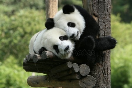 Скачать бесплатно картинки панды   красивые фото020