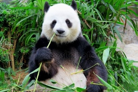 Скачать бесплатно картинки панды   красивые фото023