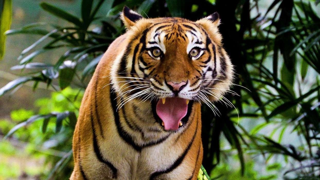 Скачать фото тигра на телефон — бесплатно018