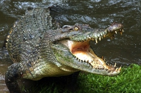 Фото крокодила скачать   красивые картинки001