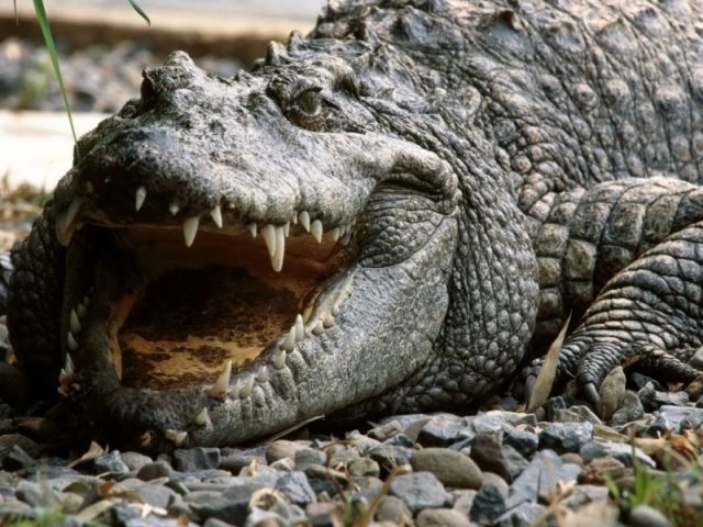 Фото крокодила скачать   красивые картинки002