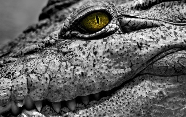 Фото крокодила скачать   красивые картинки003