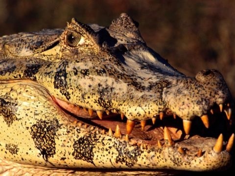 Фото крокодила скачать   красивые картинки010