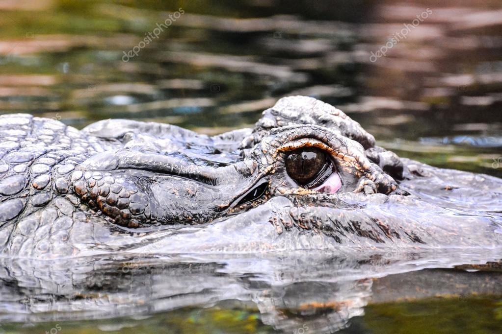 Фото крокодила скачать   красивые картинки014