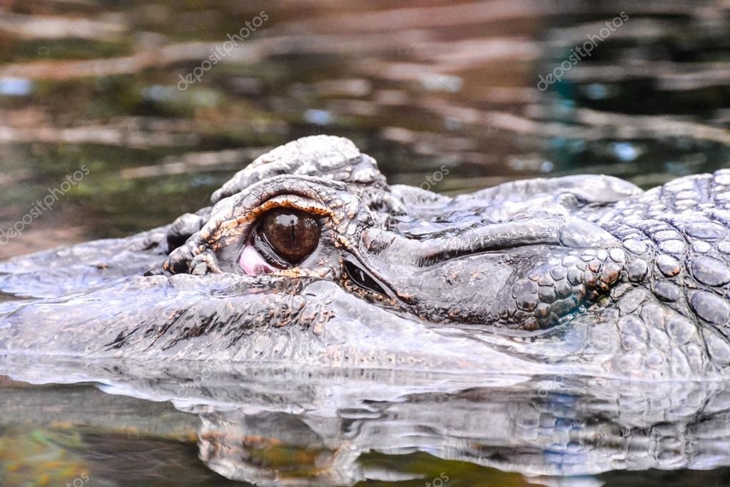 Фото крокодила скачать   красивые картинки016