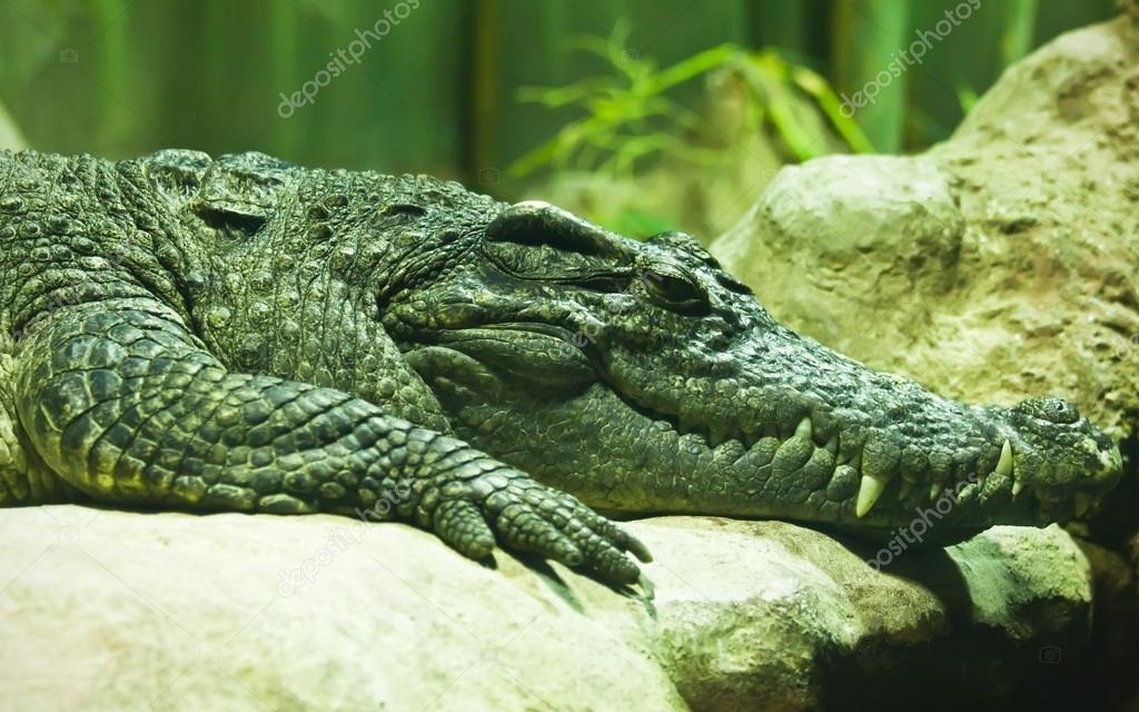 Фото крокодила скачать   красивые картинки019