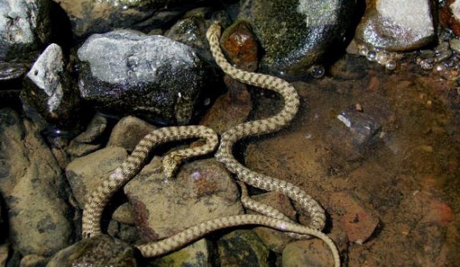 Змеи в болгарии фото и описание