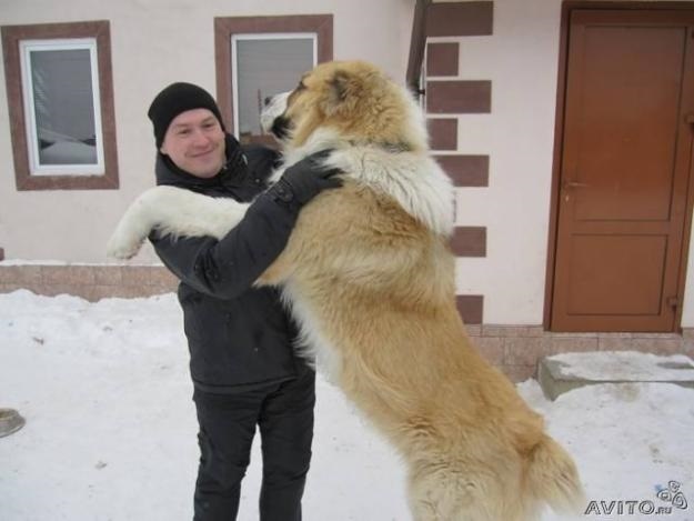 Алабай фото собака взрослый с человеком