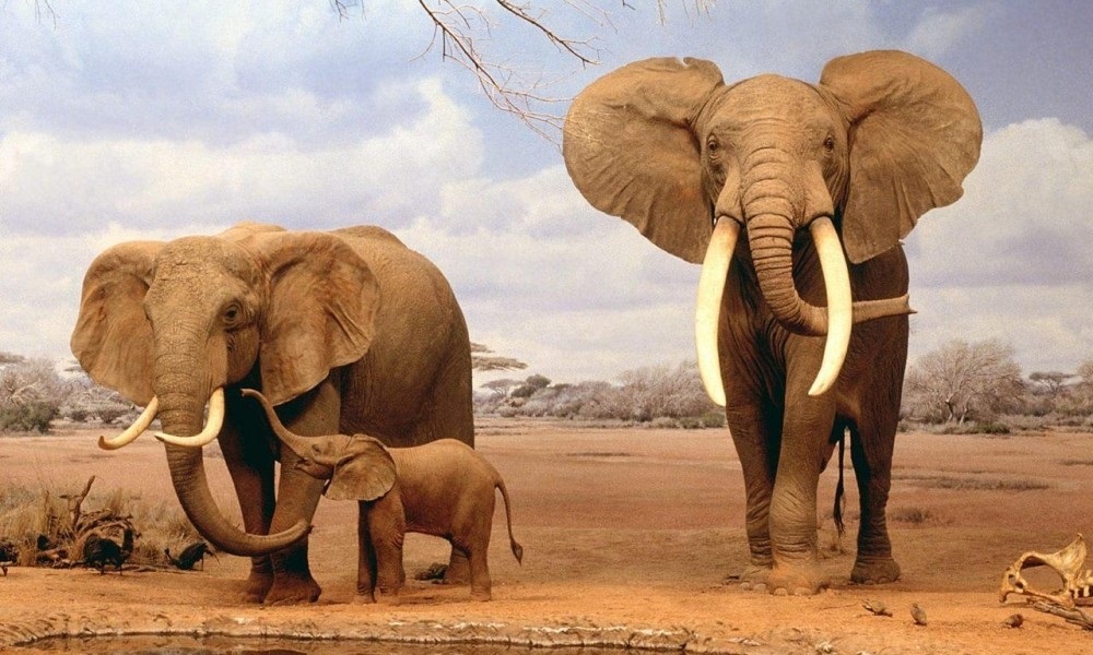 Всемирный день защиты слонов002