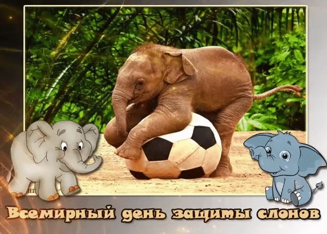 Всемирный день защиты слонов004