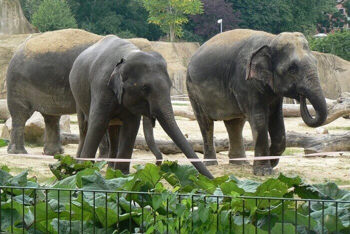 Всемирный день защиты слонов005
