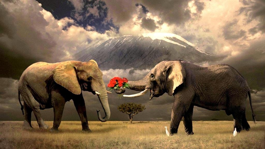 Всемирный день защиты слонов007