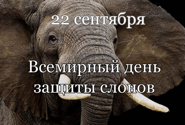 Всемирный день защиты слонов008