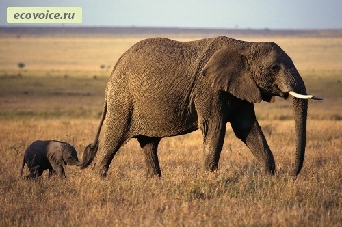 Всемирный день защиты слонов016