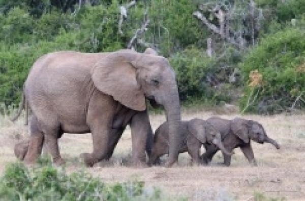 Всемирный день защиты слонов017