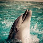 Дельфин шаблоны, красивые картинки и изображения