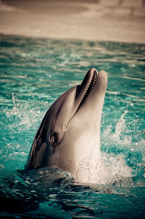 Дельфин шаблоны, красивые картинки и изображения (4)