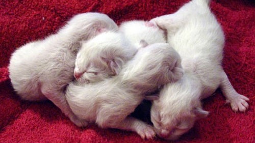 Картинки новорожденные котята013